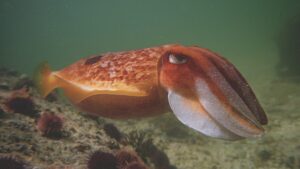 Cuttlefish