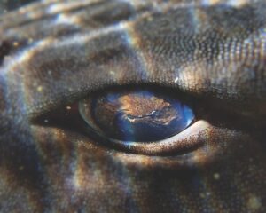 Pyjama Shark’s Eye