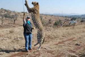 “Up boy”.  With Salati the leopard