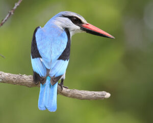 Woodland Kingfisher